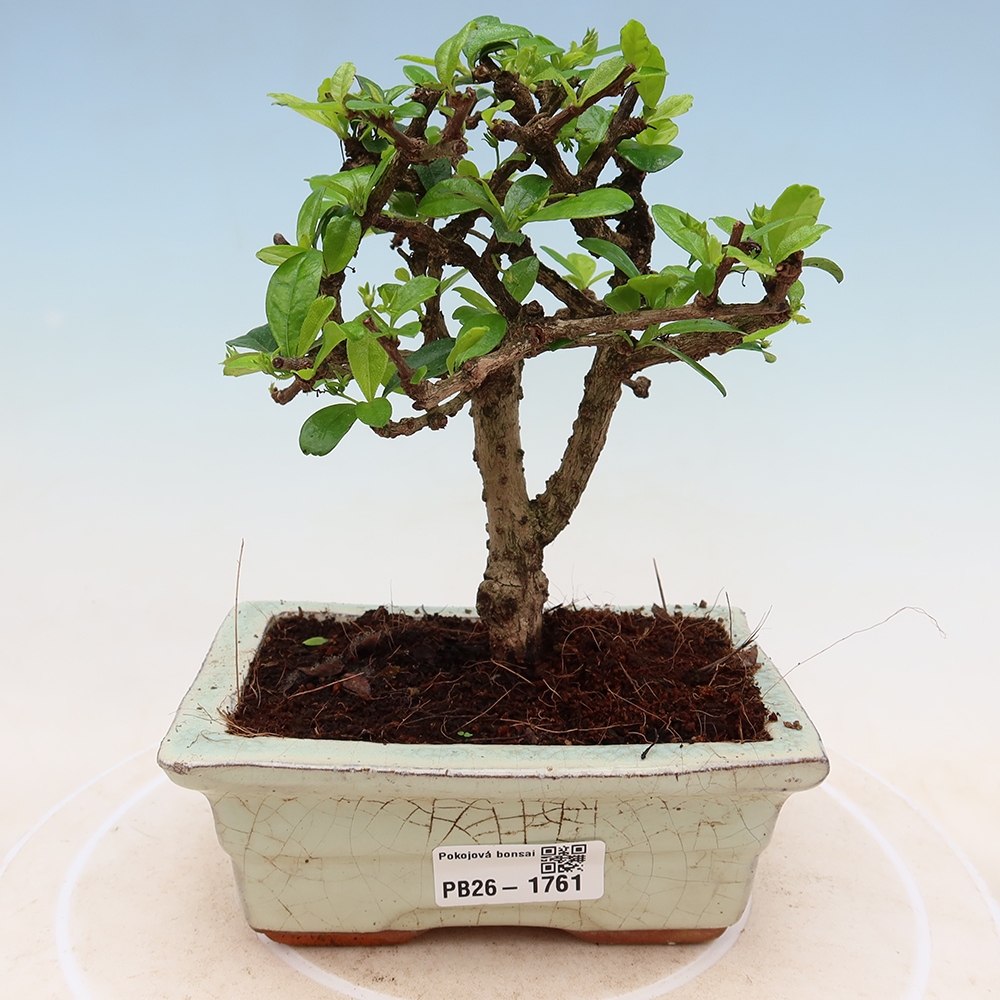 Bonsaï de chambre - Carmona macrophylla - Tea fuki