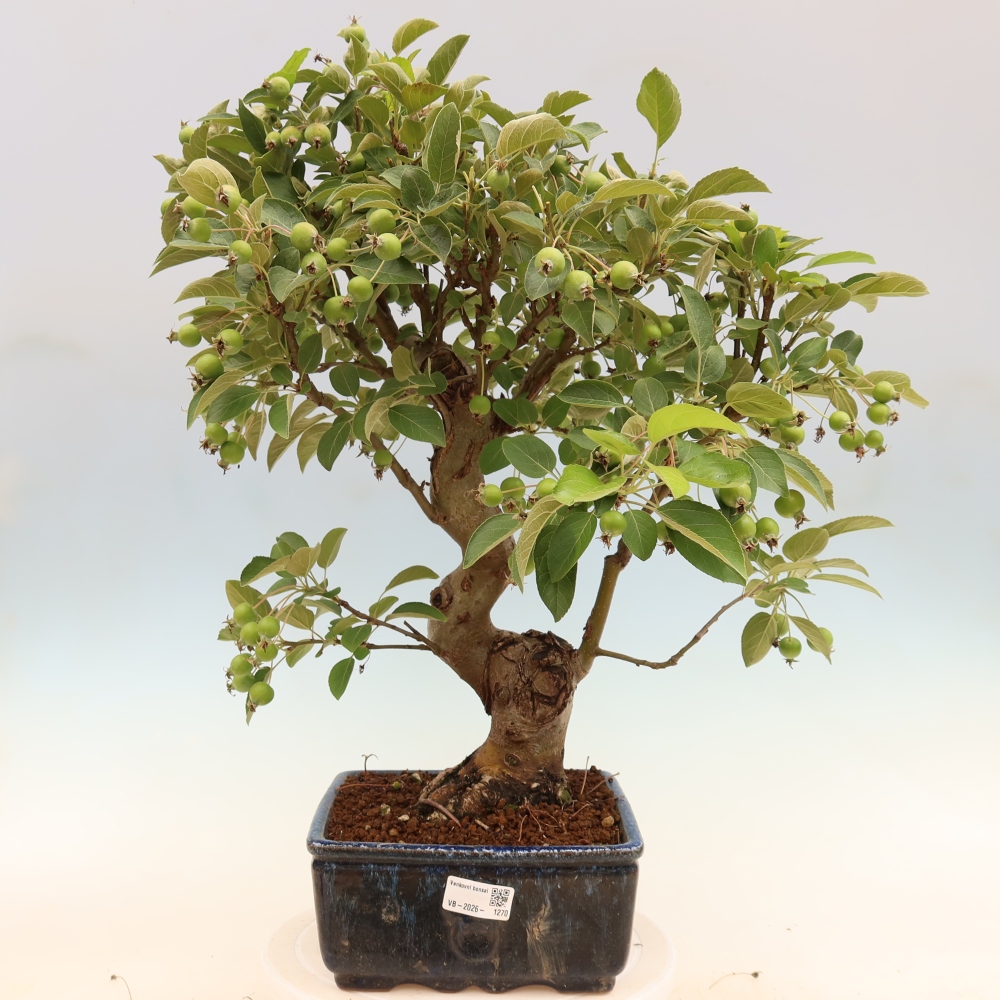 Bonsaï d'extérieur -Malus halliana - Pommier à petits fruits