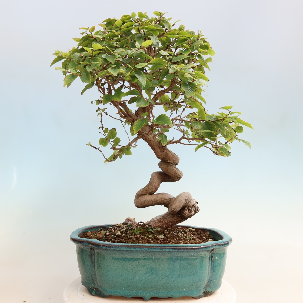 Bonsaï d'extérieur -Carpinus CARPINOIDES - Charme de Corée