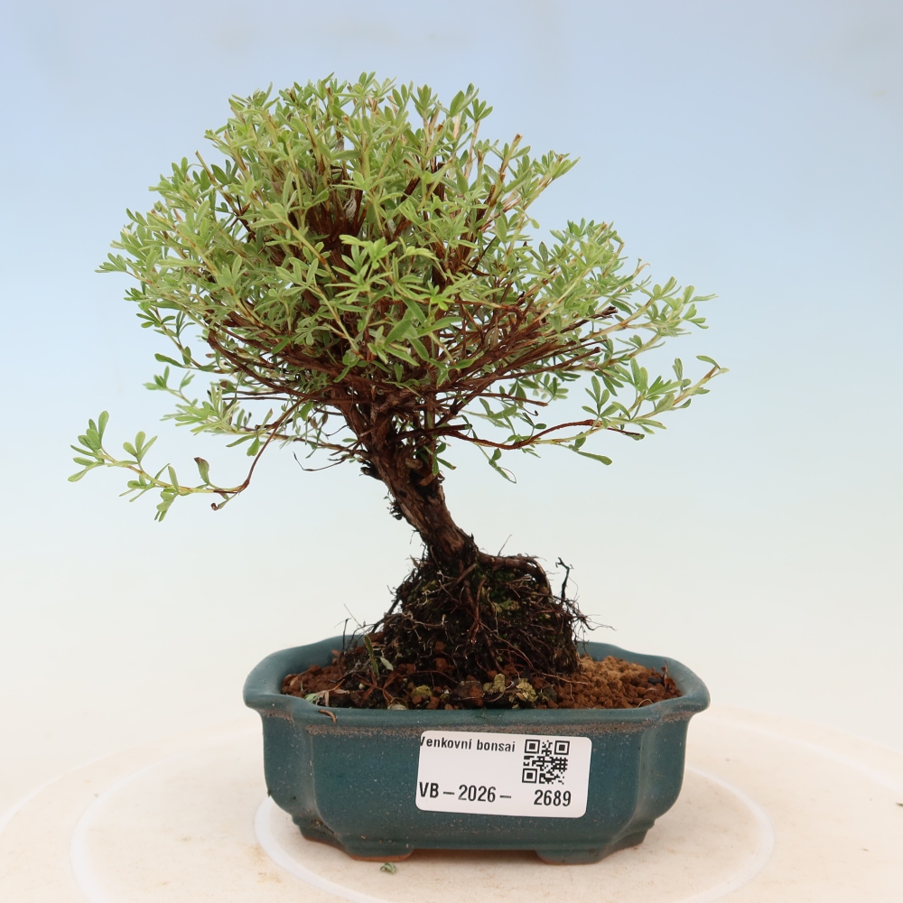 Bonsaï d'extérieur - Potentille arbustive - Potentilla fruticosa Goldkissen