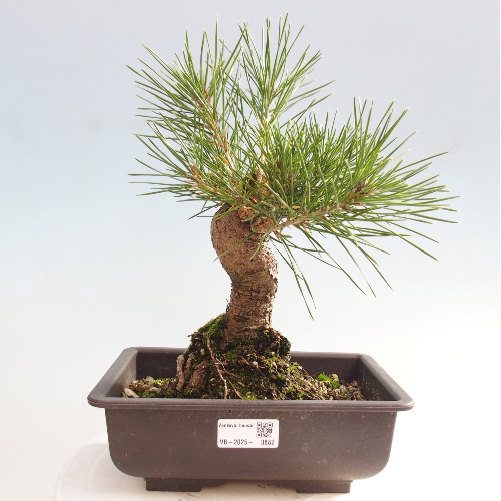 Bonsaï d'extérieur - Pinus thunbergii - Pin de Thunberg