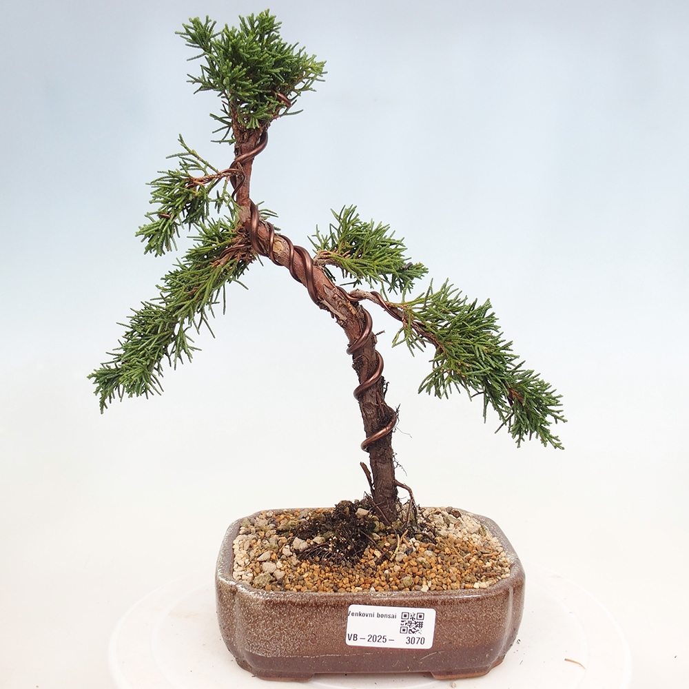 Bonsaï d'extérieur - Juniperus chinensis Kishu