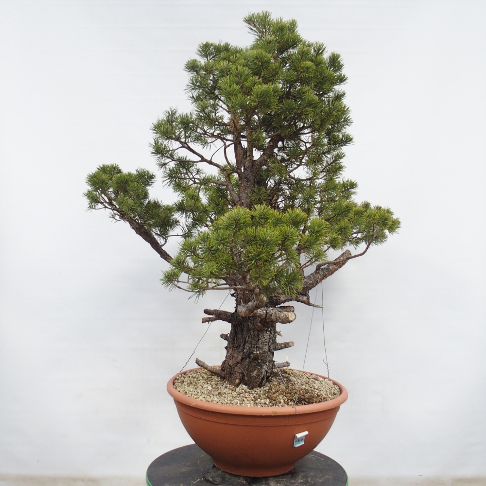 Yamadori - Pinus sylvestris Espagne