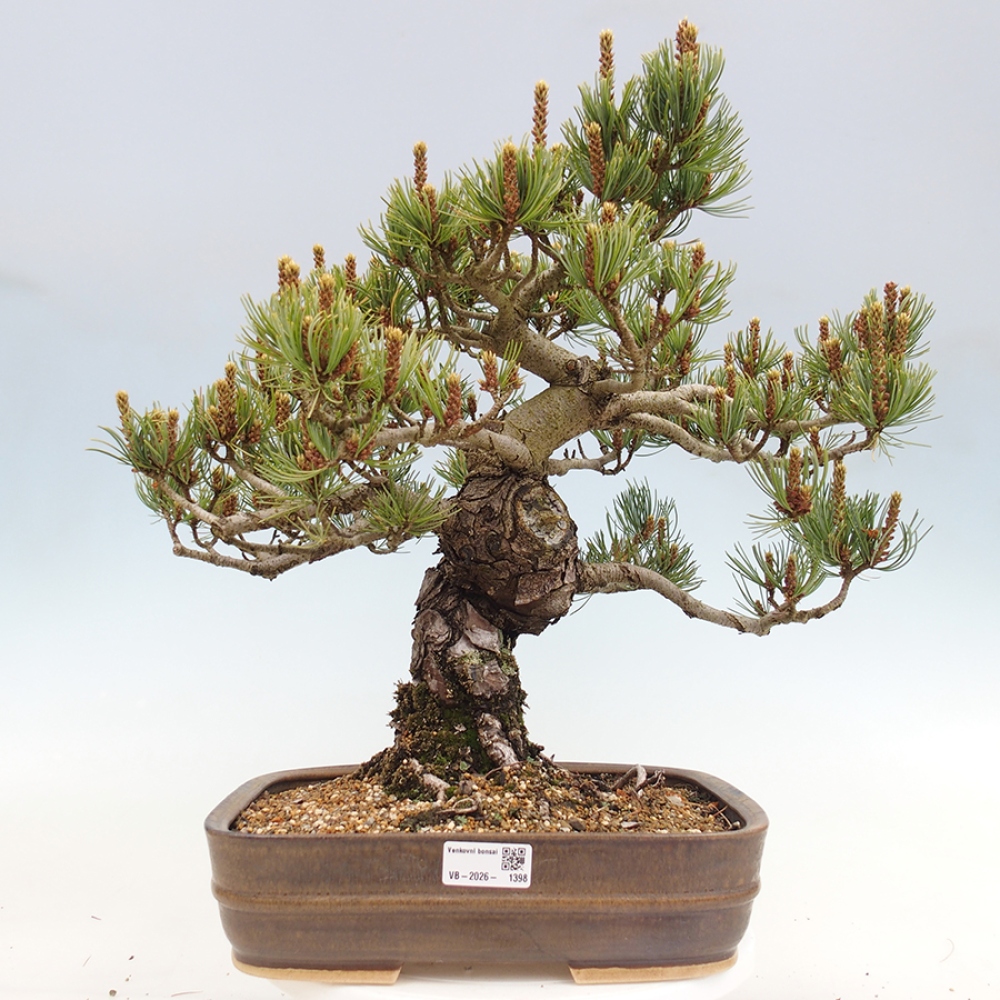 Bonsaï d'extérieur - Pinus parviflora - Pinus parviflora