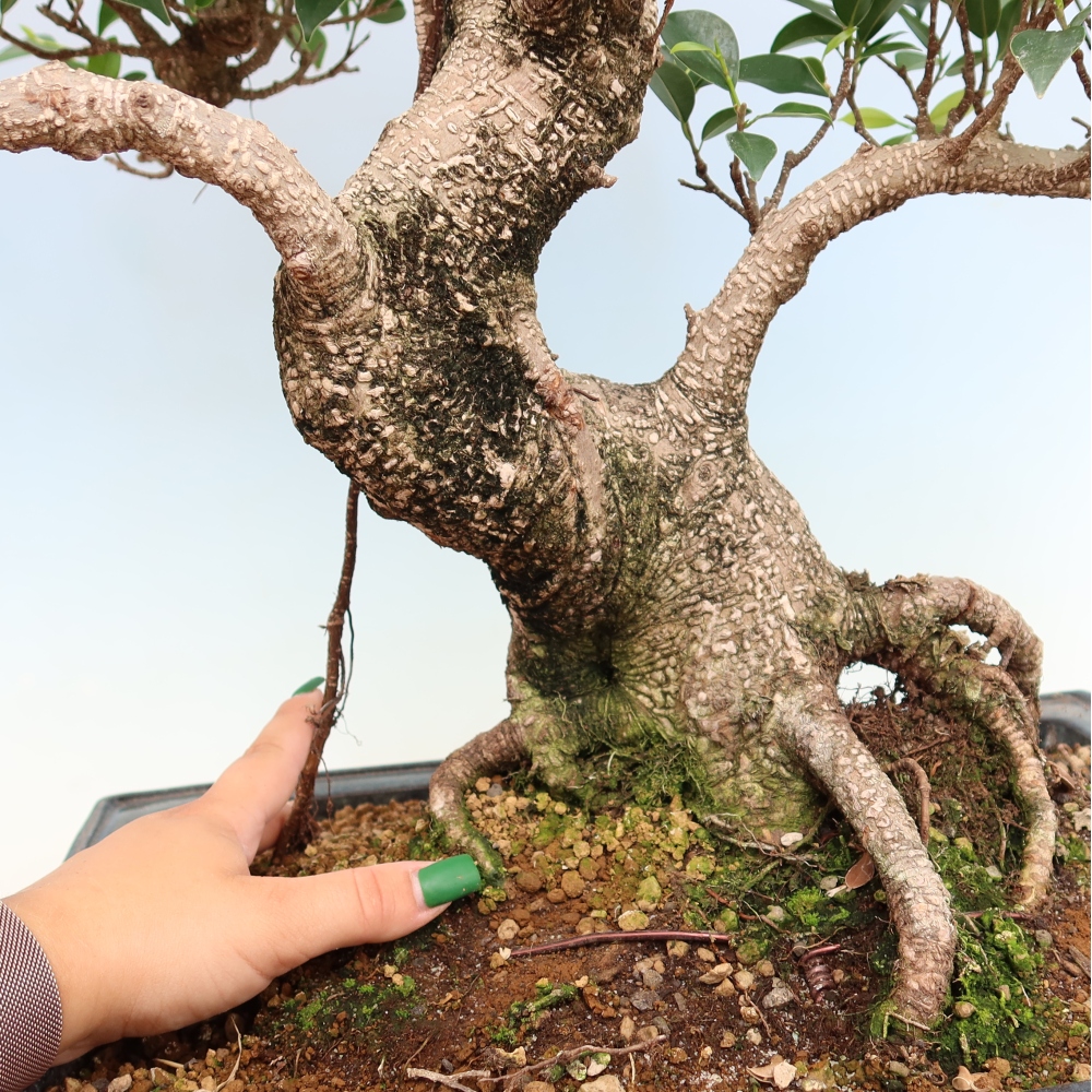 Salle bonsaï - Ficus kimmen - ficus à petites feuilles