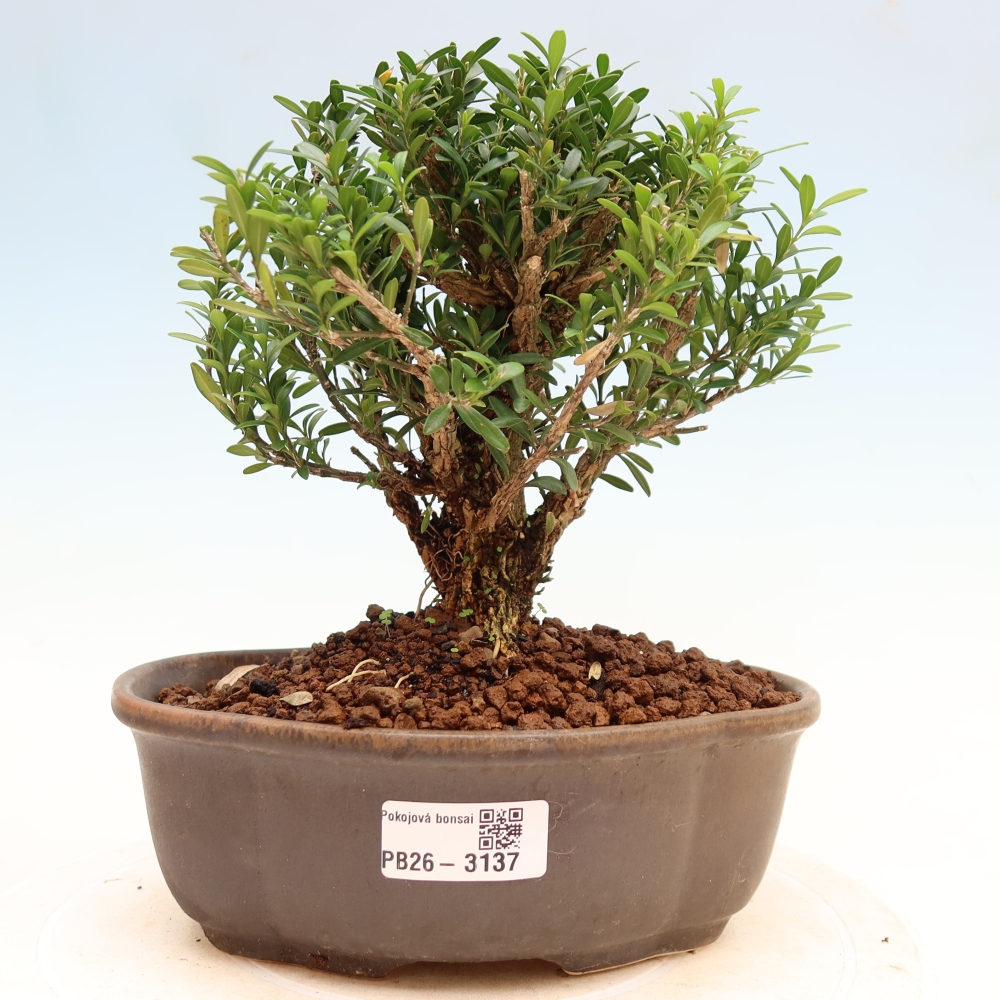 Bonsaï de chambre - Buxus harlandii - buxus liège