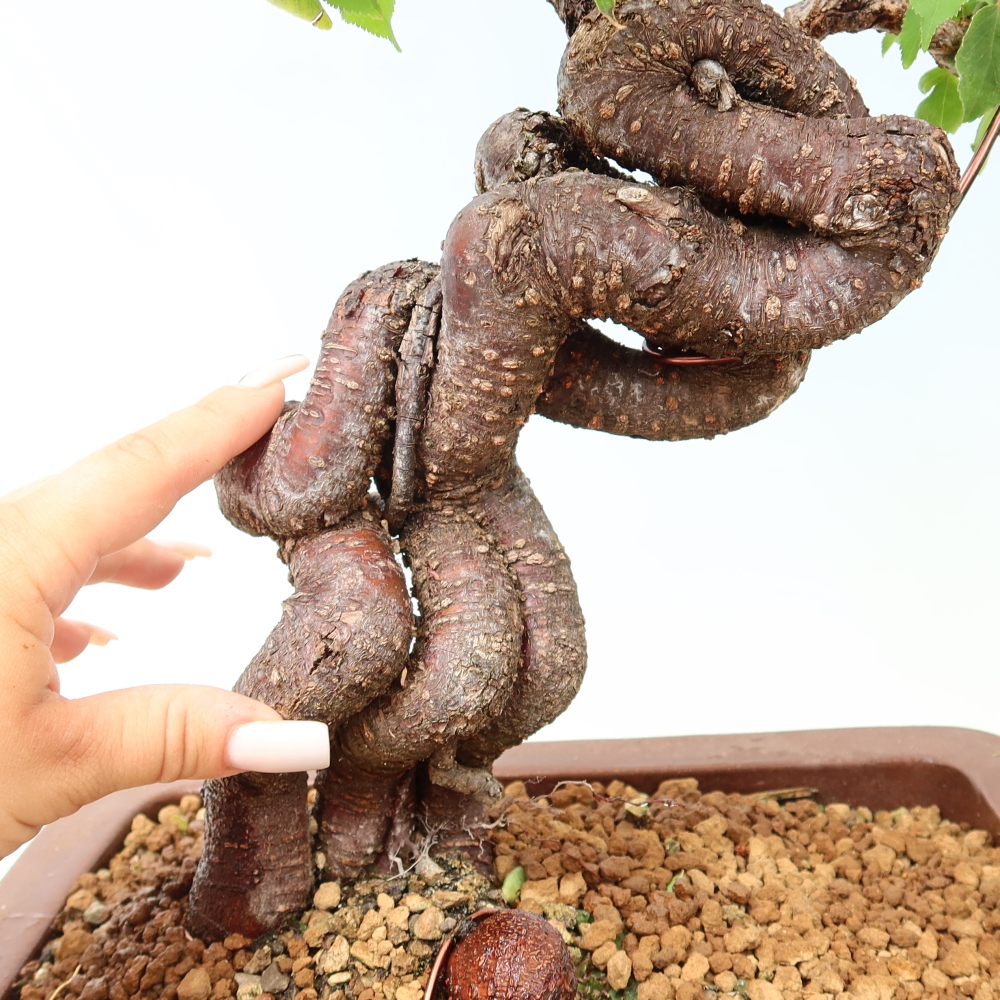 Bonsaï d'extérieur - Abricotier japonais - Prunus Mume