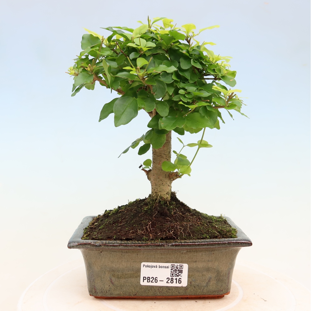 Bonsaï de chambre -Ligustrum chinensis - Bec d'oiseau