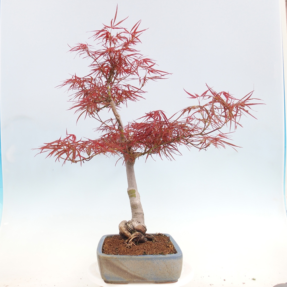 Bonsaï d'extérieur - Acer palmatum RED PYGMY
