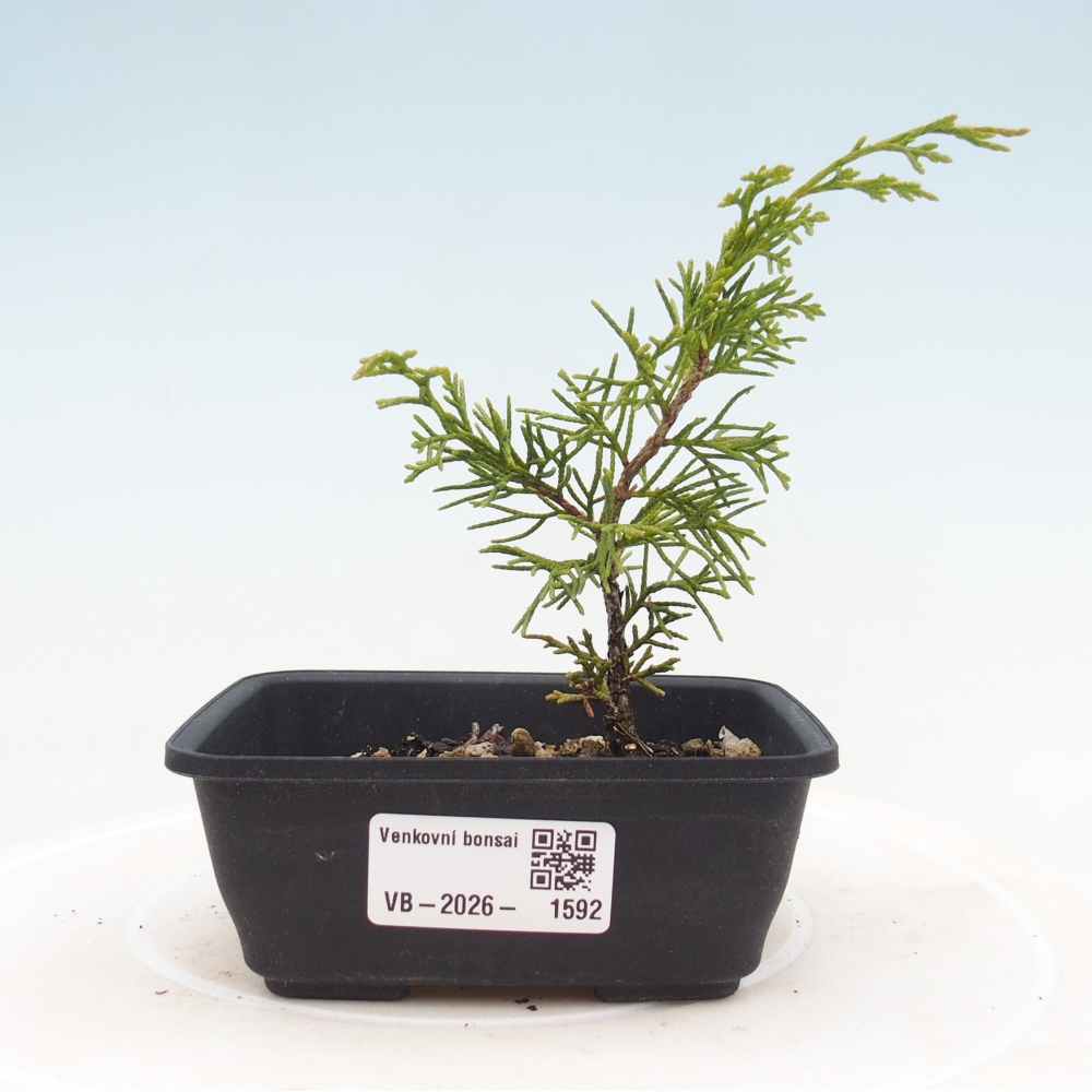 Bonsaï d'extérieur - Juniperus chinensis Itoigawa
