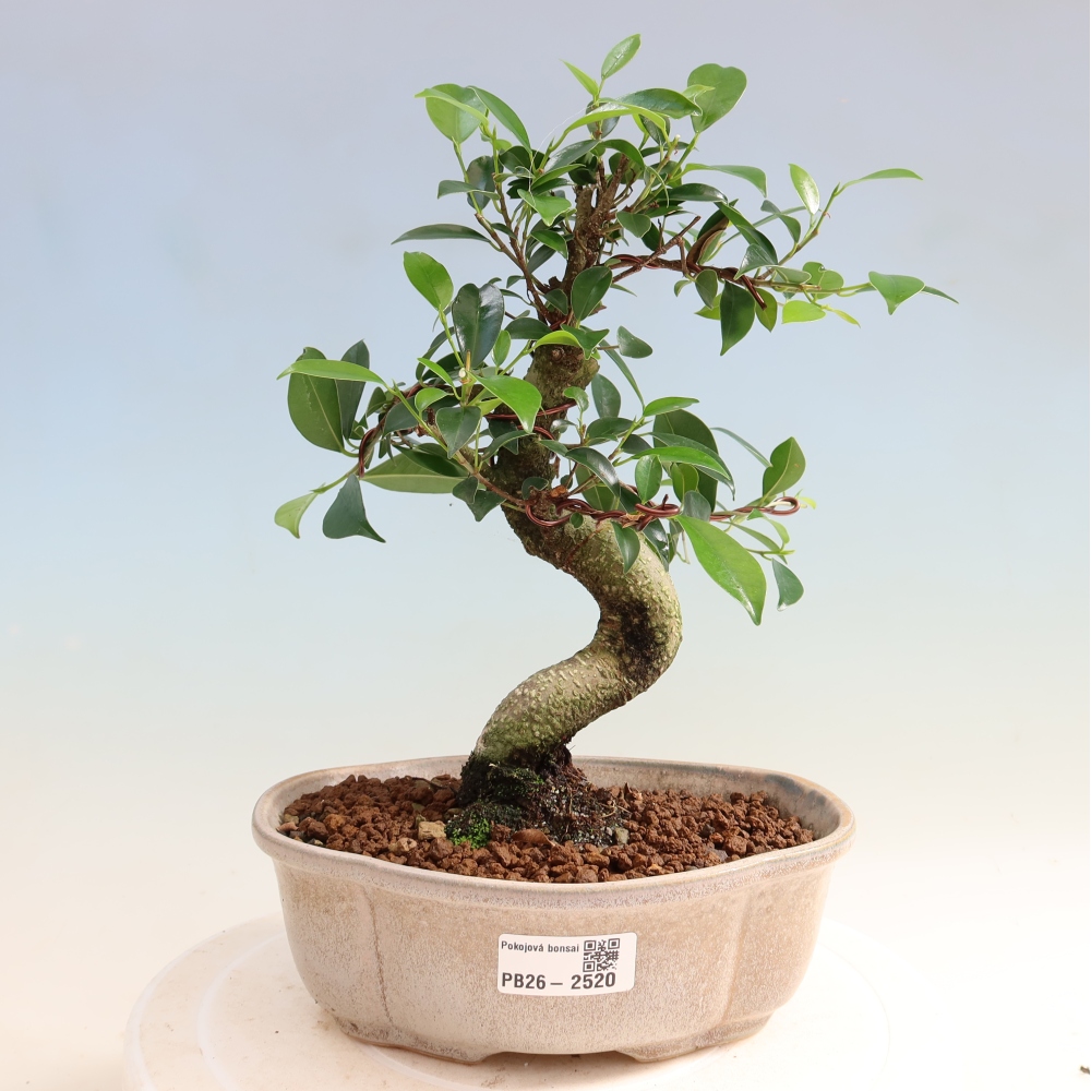 Salle bonsaï - Ficus retusa - ficus à petites feuilles