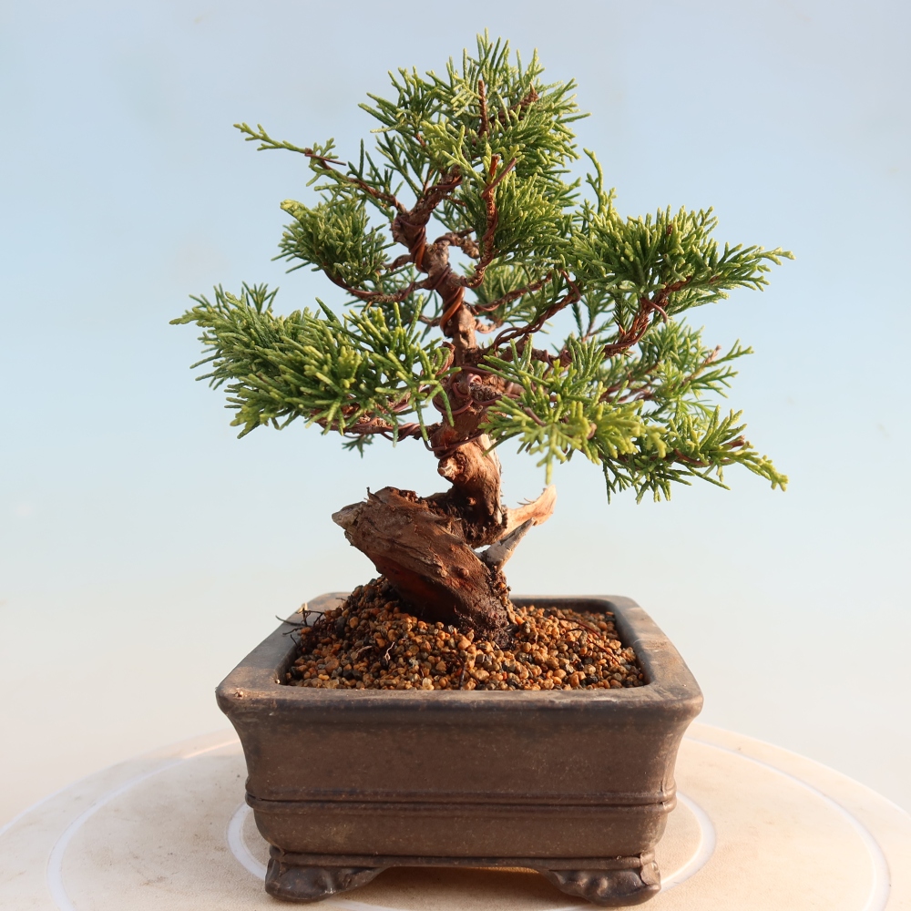 Bonsaï d'extérieur - Juniperus chinensis Itoigawa