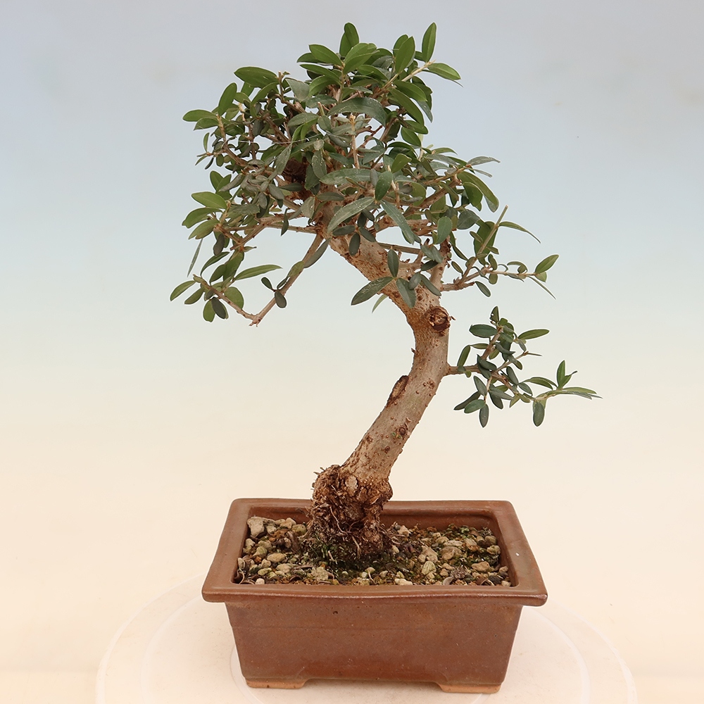 Bonsaï d'intérieur - Olea europaea sylvestris
