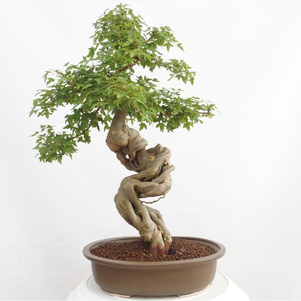 Bonsaï d'extérieur - Acer Buergerianum - Burger Maple