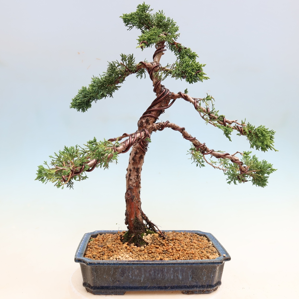 Bonsaï d'extérieur - Juniperus chinensis Kishu
