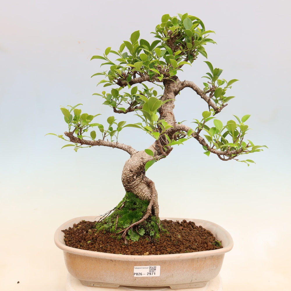 Salle bonsaï - Ficus kimmen - ficus à petites feuilles