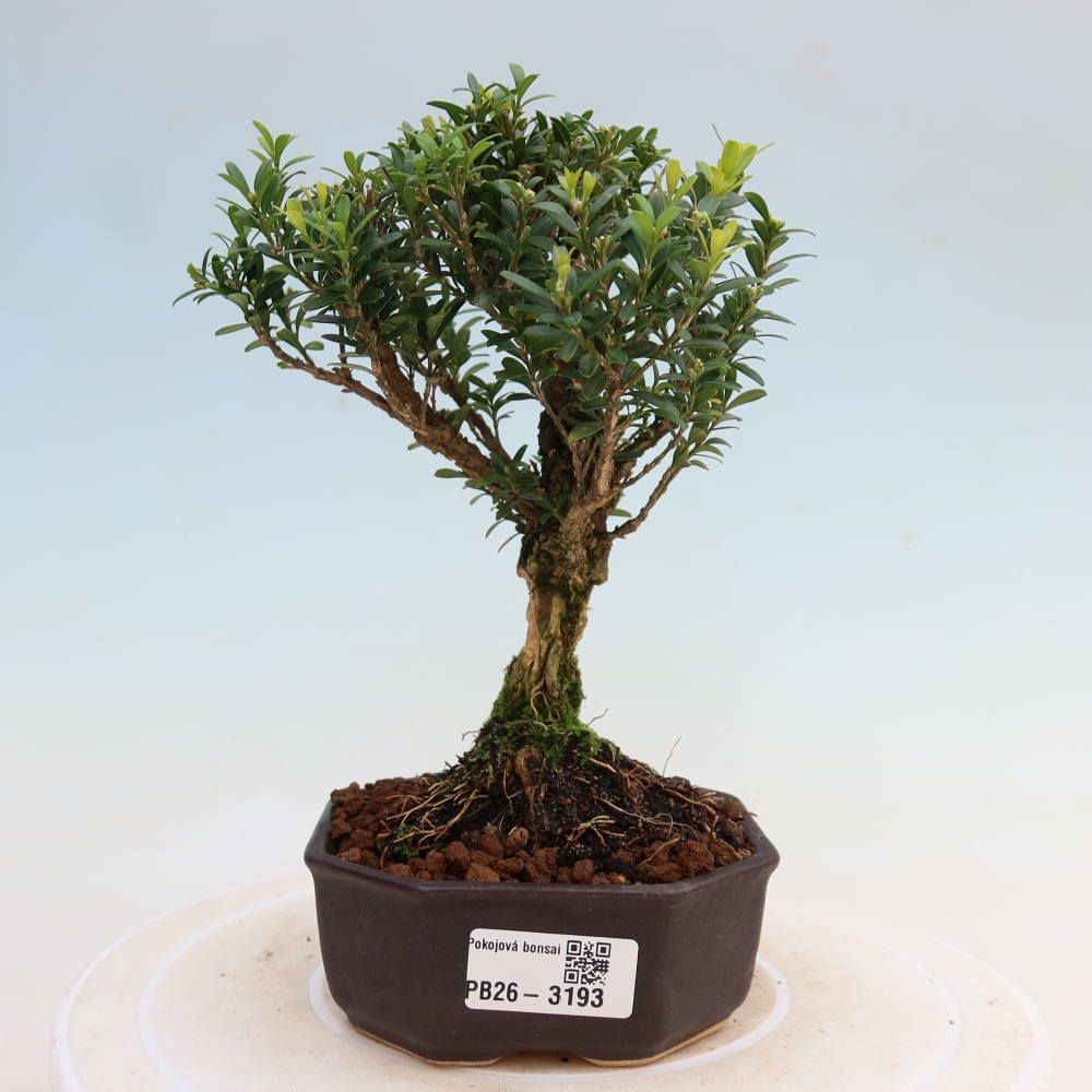 Bonsaï de chambre - Buxus harlandii - buxus liège
