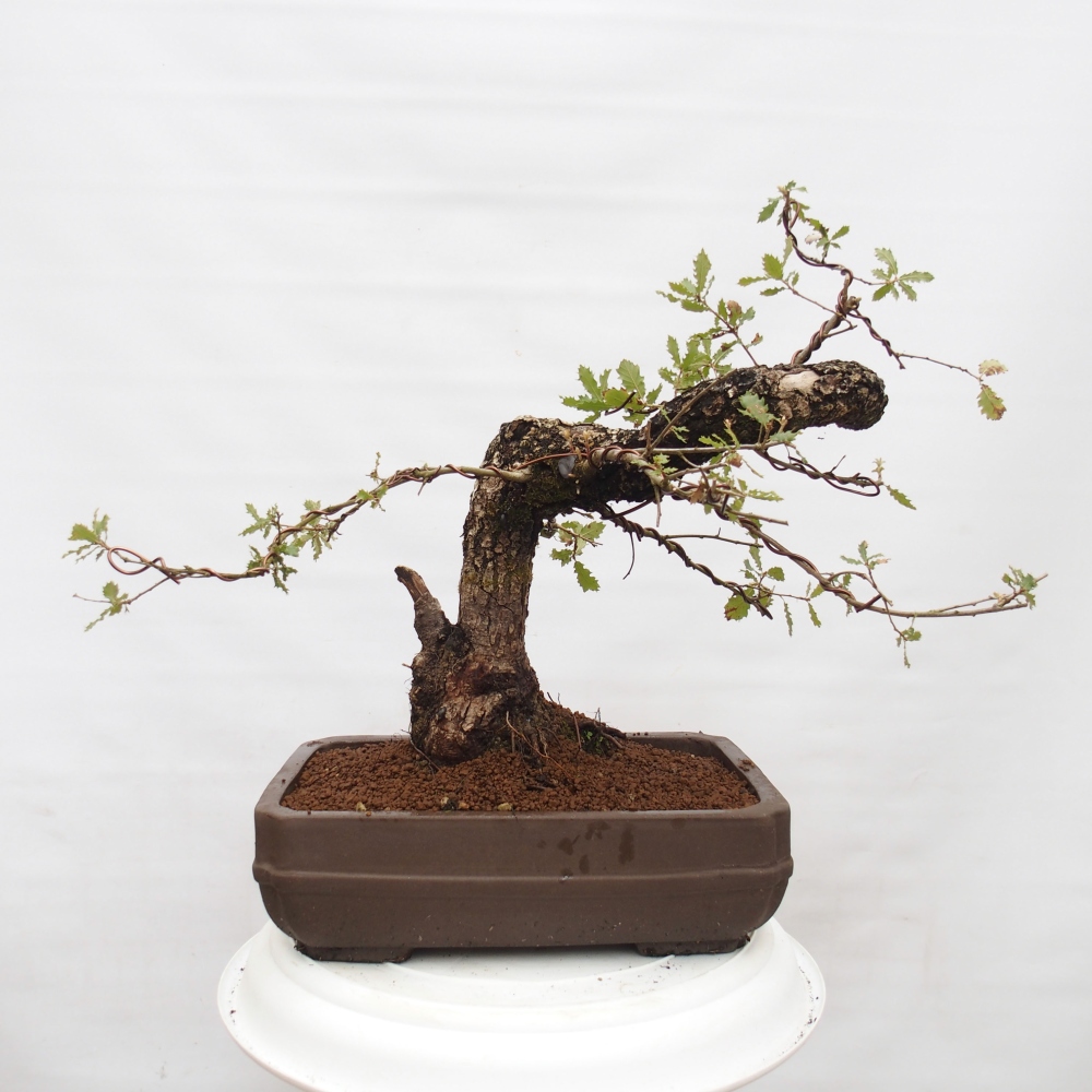 Yamadori - Quercus Ilex - Chêne vert