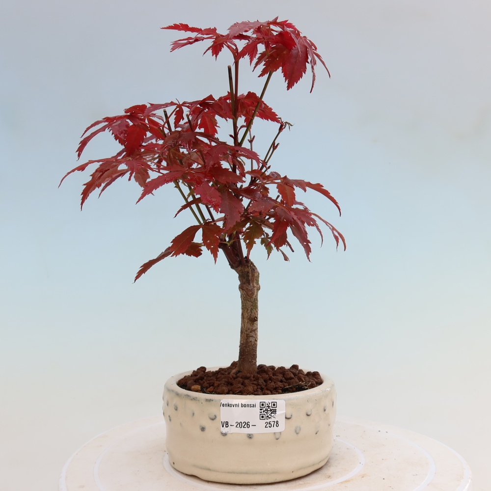 Bonsaï d'extérieur - Acer palm. Atropurpureum-Javor palmate