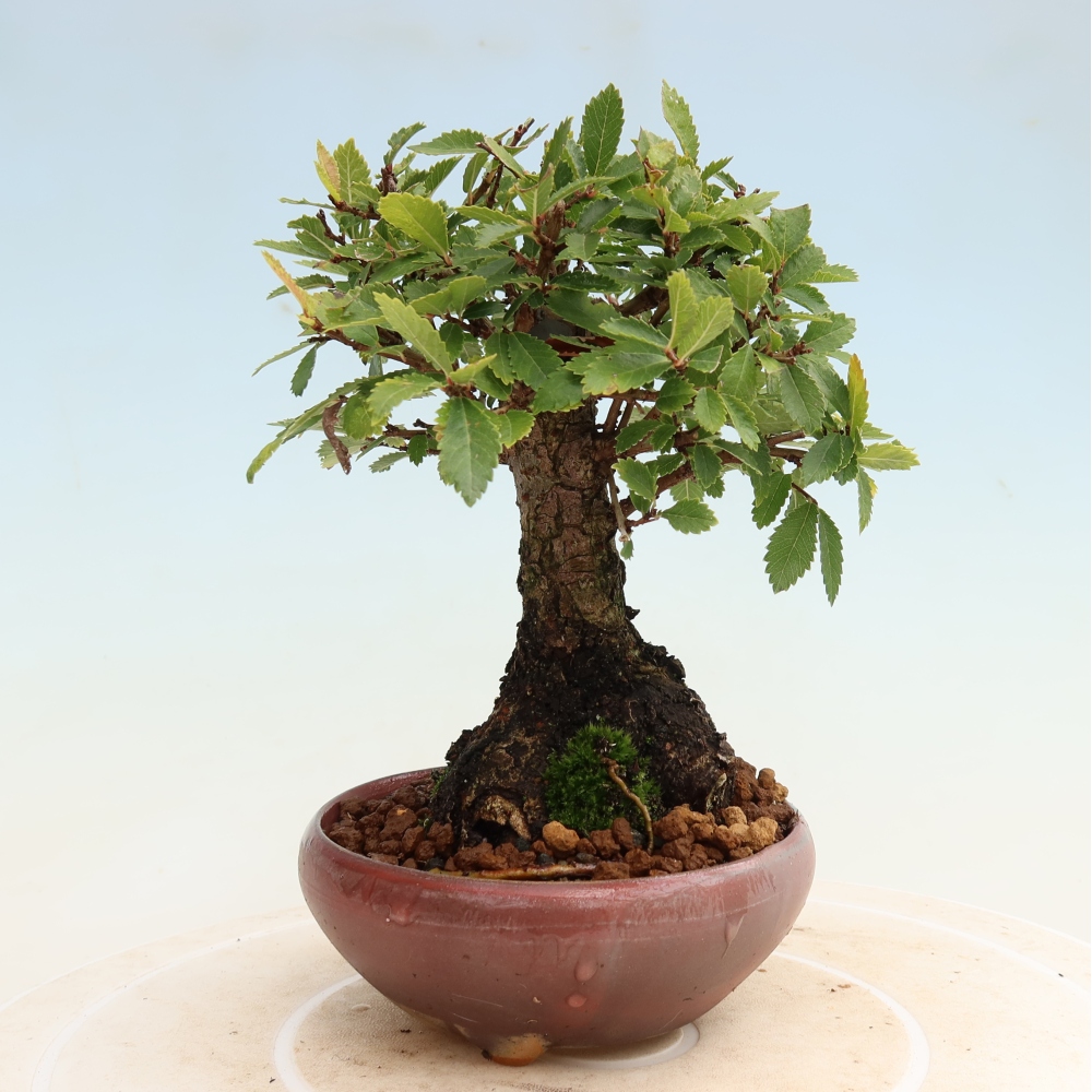Bonsaï d'extérieur - Zelkova - Zelkova NIRE