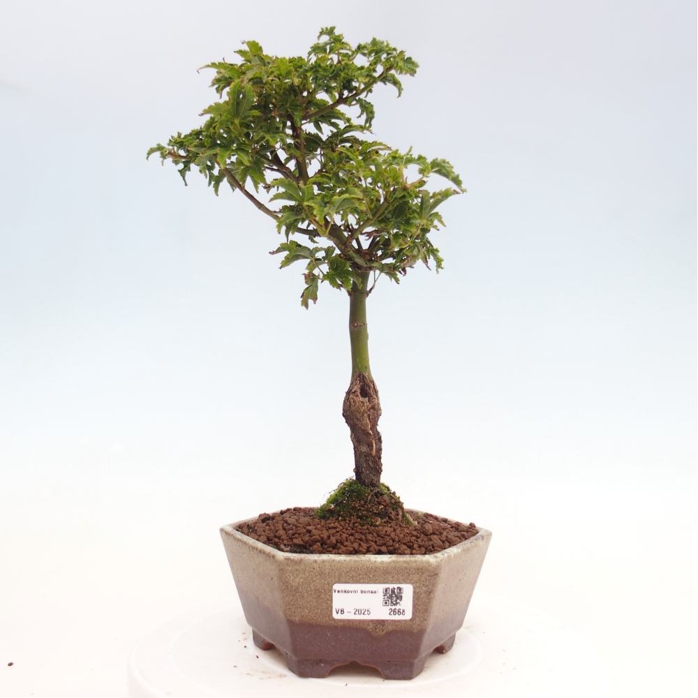 Bonsaï d'extérieur -Javor palm Acer palmatum Shishigashira