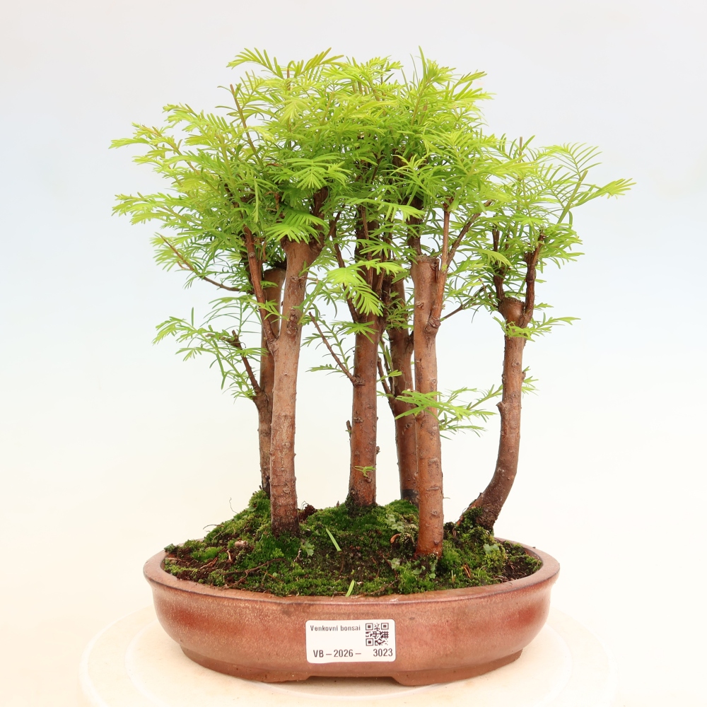 Bonsaï d'extérieur - Metasequoia glyptostroboides - Métaséquoia de Chine - petit bosquet
