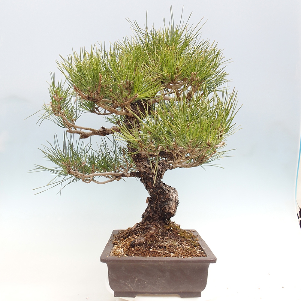 Bonsaï d'extérieur - Pinus thunbergii - Pin de Thunberg