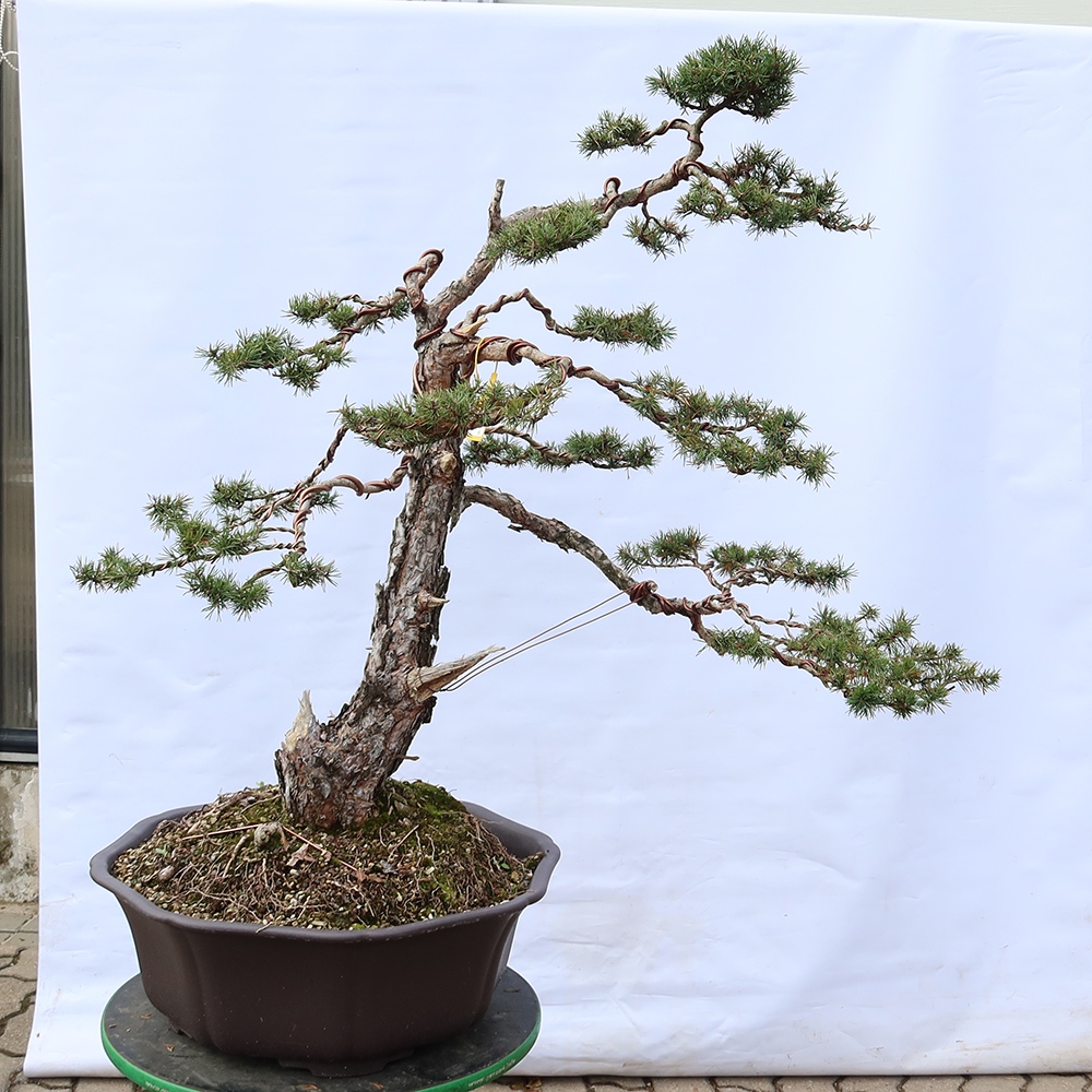 Pinus sylvestris Espagne - pin sylvestre