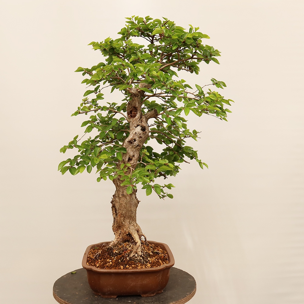 Bonsaï d'extérieur -Carpinus Coreana - Charme de Corée