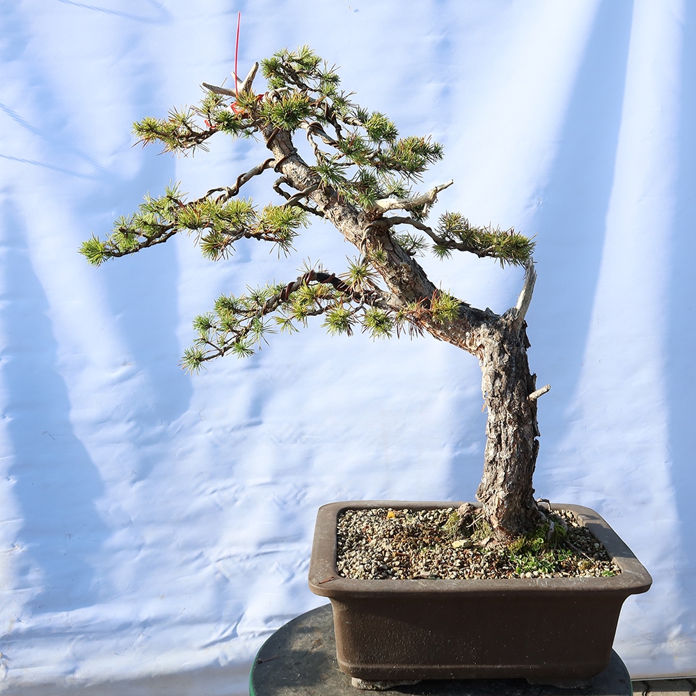 Pinus sylvestris Espagne - pin sylvestre