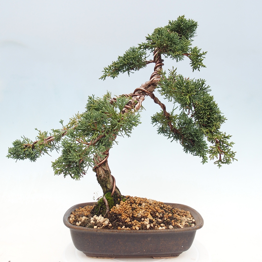 Bonsaï d'extérieur - Juniperus chinensis Kishu
