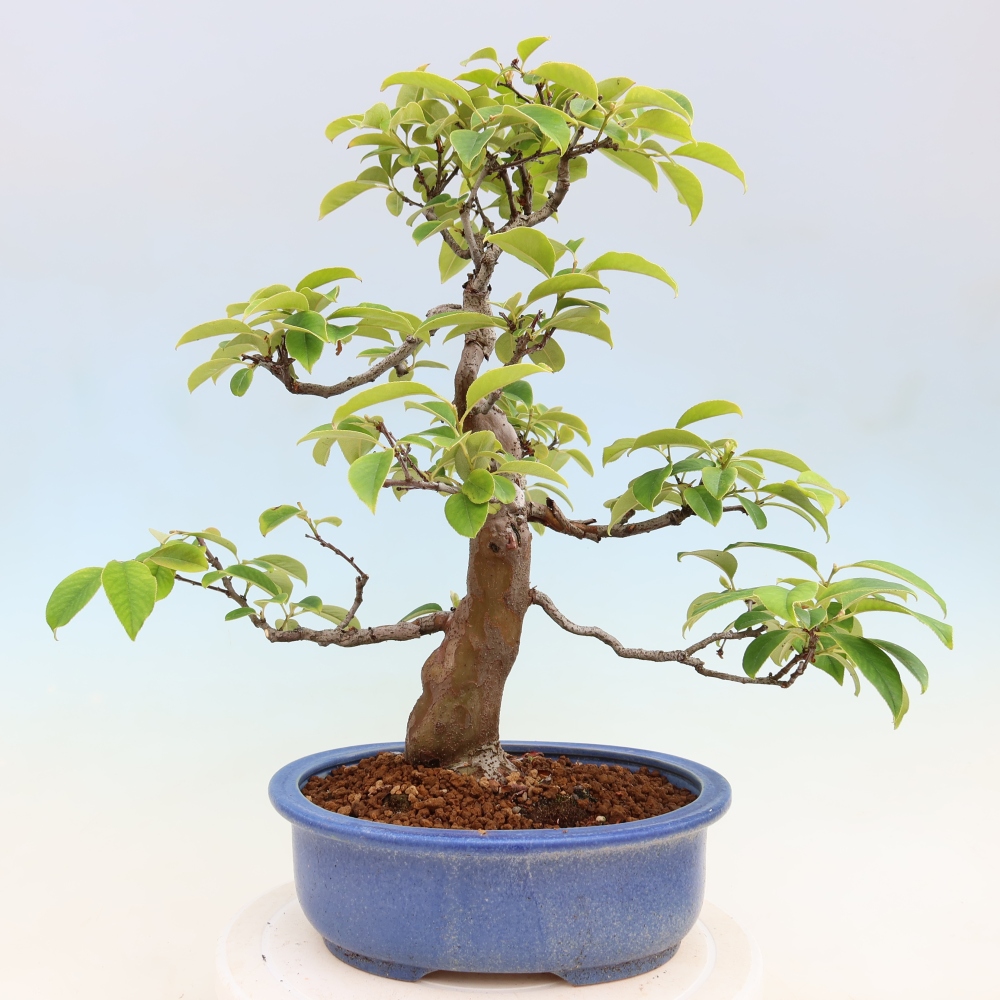Bonsaï d'extérieur - Pseudocydonia sinensis - cognassier chinois