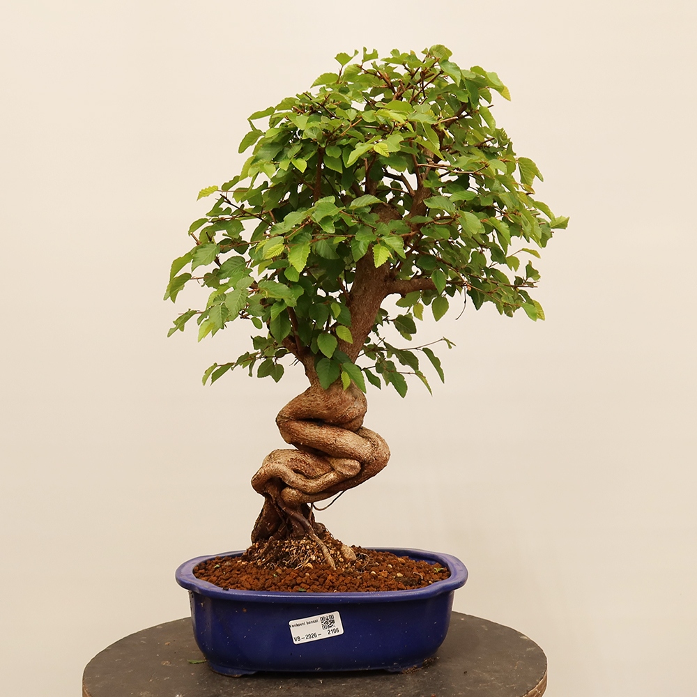 Bonsaï d'extérieur -Carpinus Coreana - Charme de Corée
