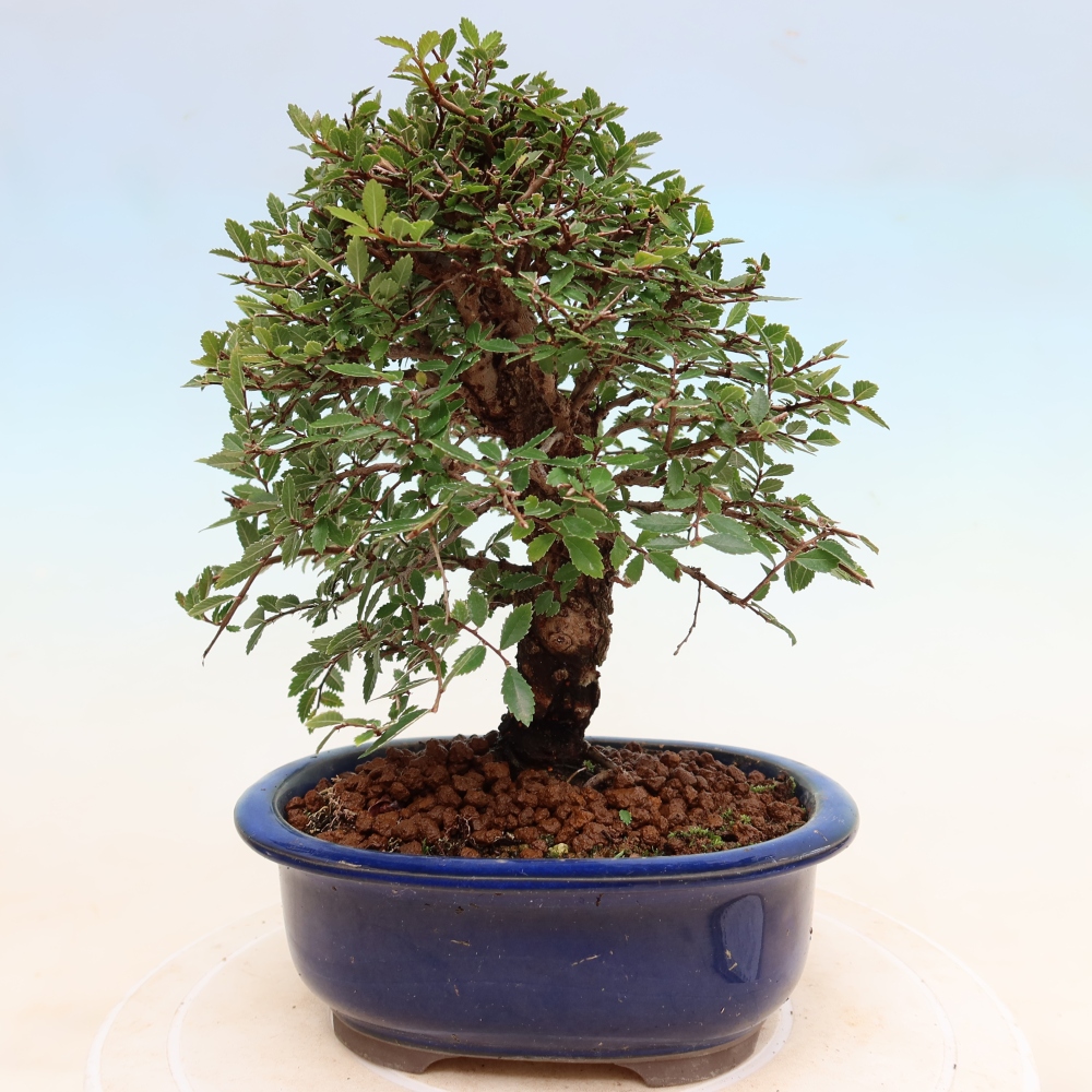 Bonsaï d'extérieur - Zelkova - Zelkova NIRE