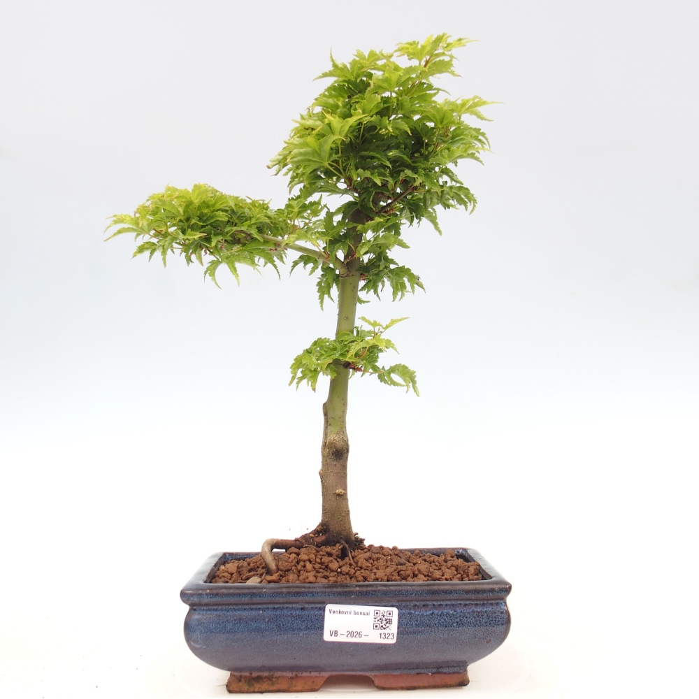 Bonsaï d'extérieur -Javor palm Acer palmatum Shishigashira