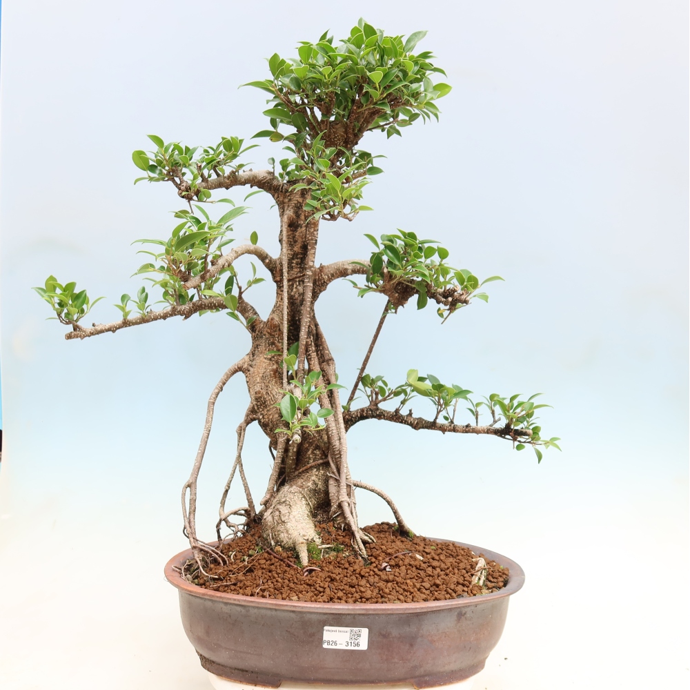 Salle bonsaï - Ficus kimmen - ficus à petites feuilles