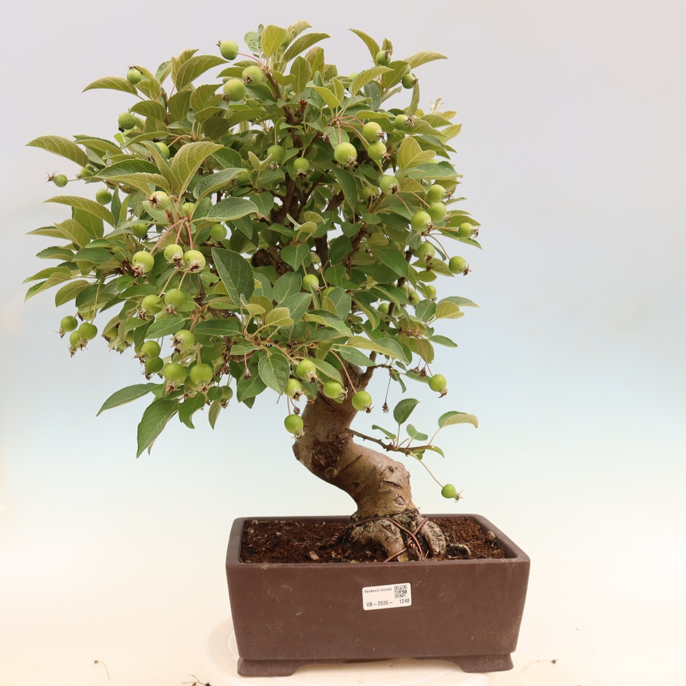 Bonsaï d'extérieur -Malus halliana - Pommier à petits fruits