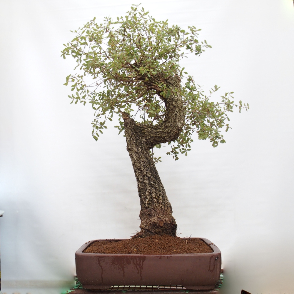 Yamadori - Quercus Ilex - Chêne vert