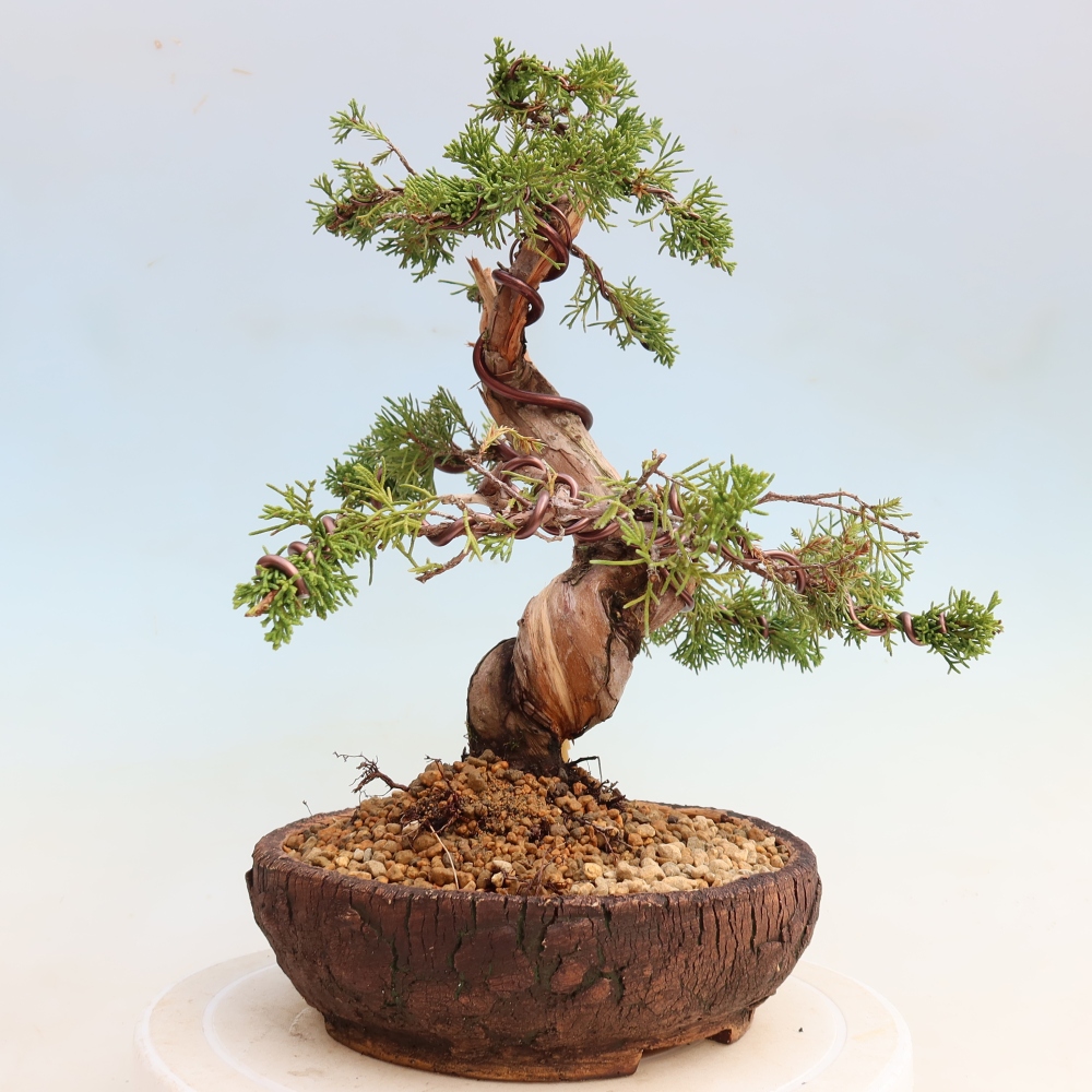 Bonsaï d'extérieur - Juniperus chinensis Itoigawa-Juniperus chinensis