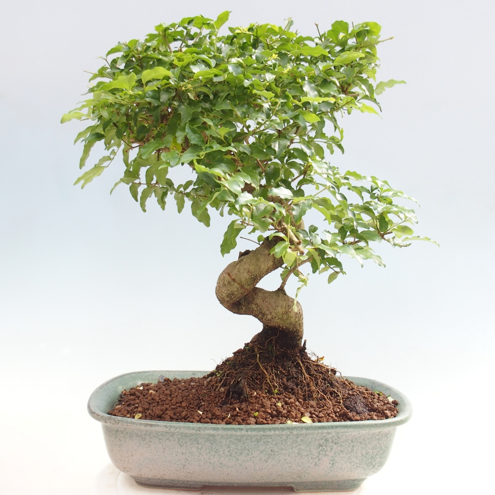 Bonsaï de chambre -Ligustrum chinensis - Bec d'oiseau