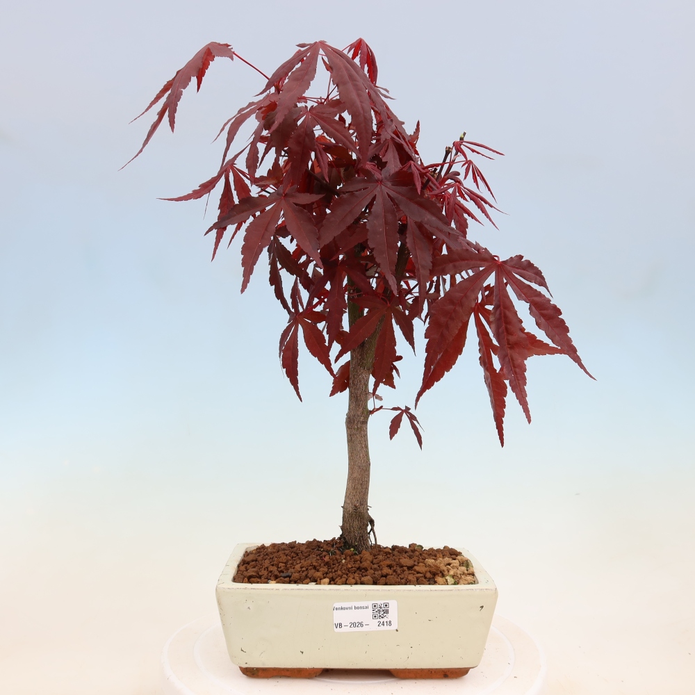 Bonsaï d'extérieur - Acer palm. Atropurpureum-Javor palmate