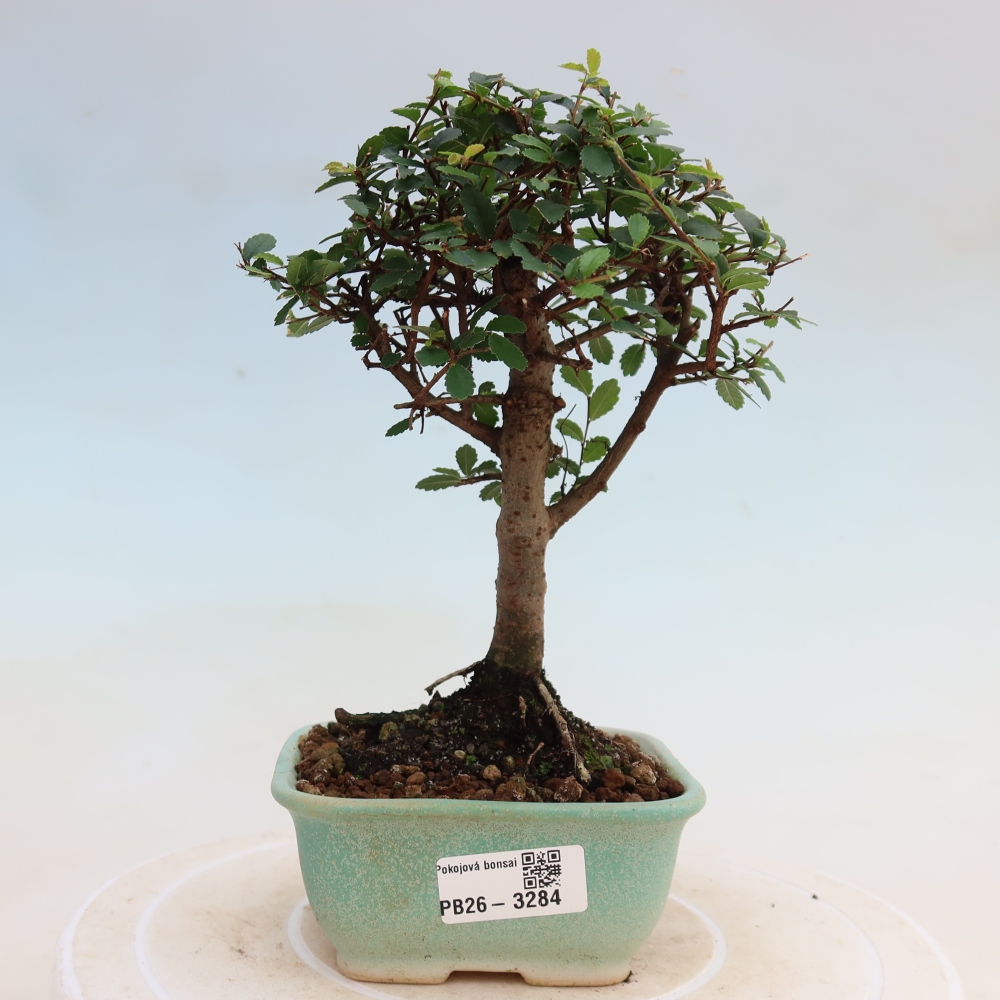 Bonsaï de chambre - Ulmus parvifolia - Orme à petites feuilles