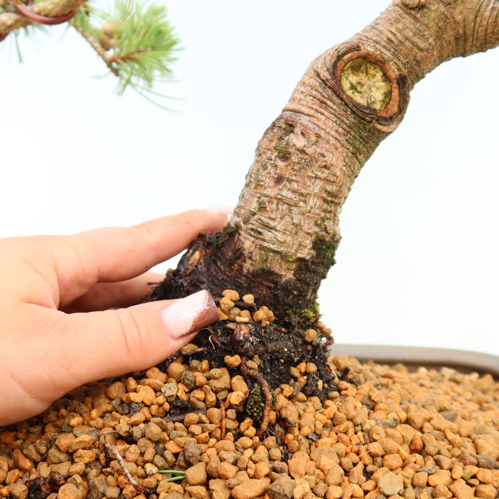 Bonsaï d'extérieur - Pinus mugo Humpy  - Pin nain