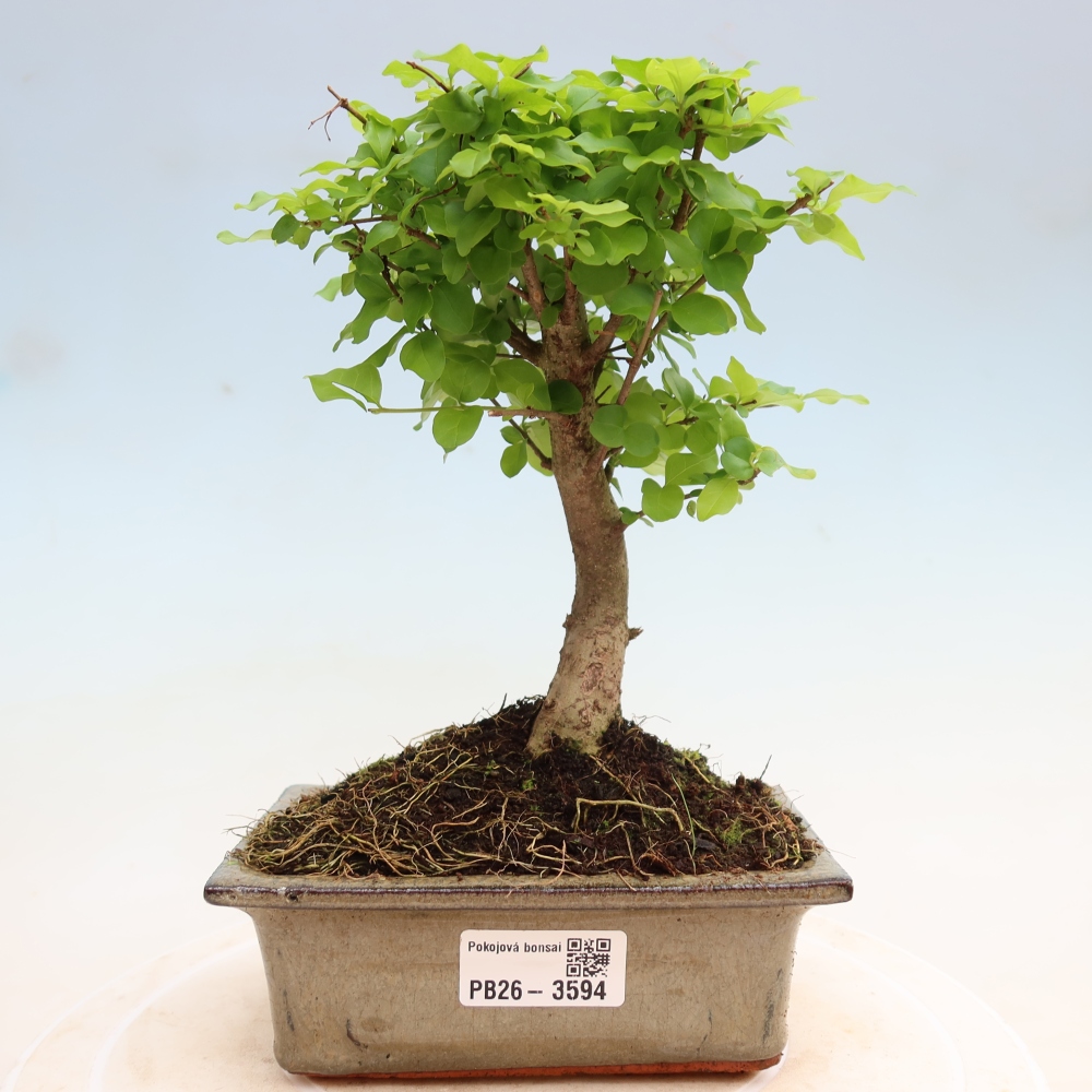 Bonsaï de chambre -Ligustrum chinensis - Bec d'oiseau