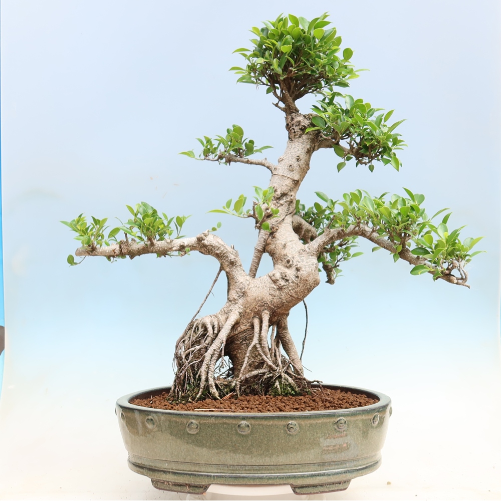 Salle bonsaï - Ficus kimmen - ficus à petites feuilles
