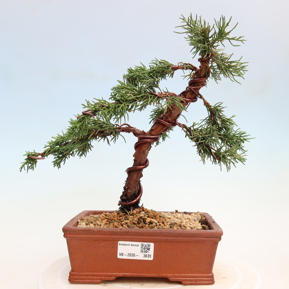 Bonsaï d'extérieur - Juniperus chinensis Kishu