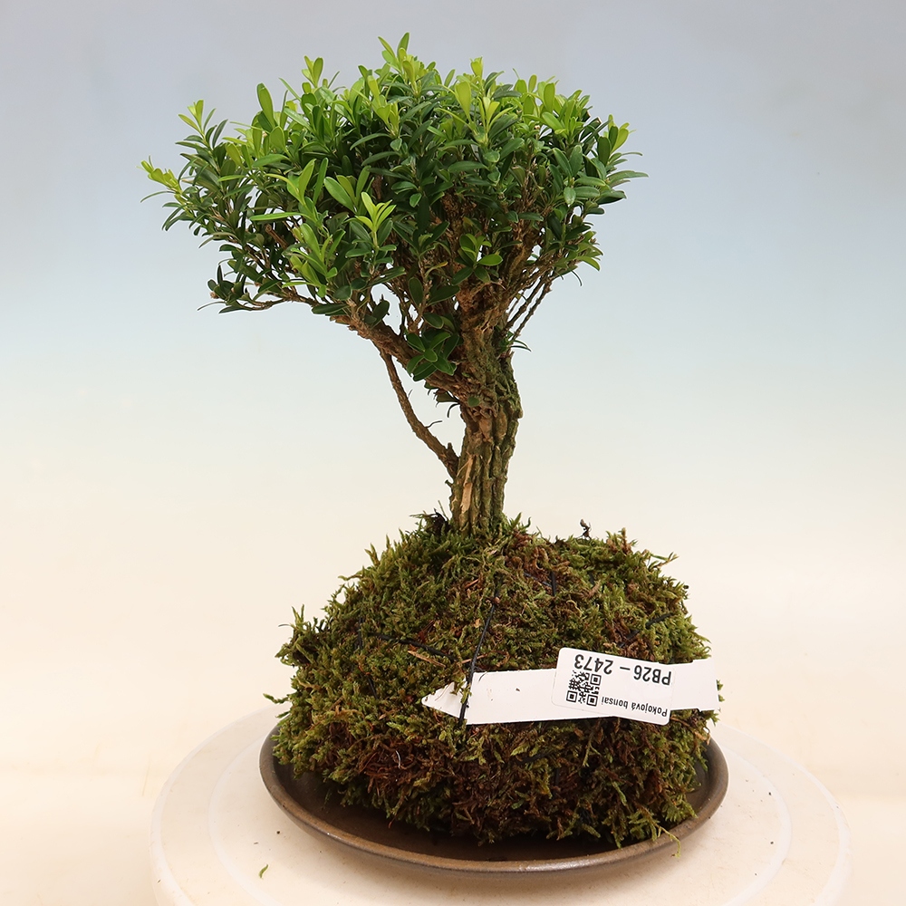 Kokedama avec soucoupe - Buxus harlandii - buis liège