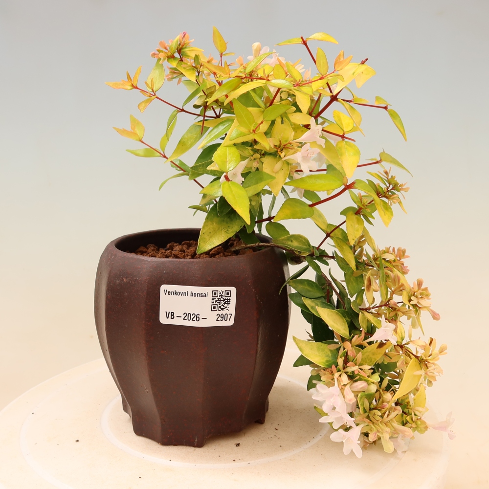 Bonsaï d'extérieur - Abelia gr. Kleidoscope - Abélie à grandes fleurs