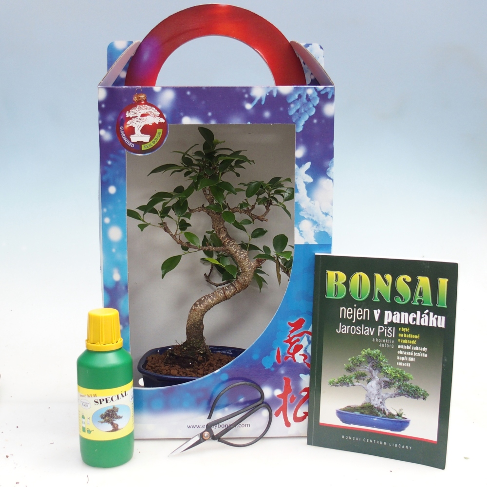 Bonsaï de chambre en boîte cadeau Ficus retusa - Ficus à petites feuilles