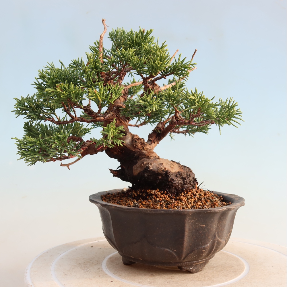 Bonsaï d'extérieur - Juniperus chinensis Itoigawa